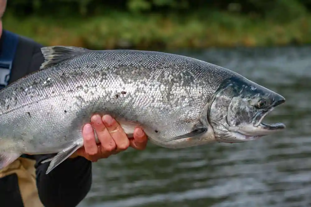 Salmon Fishing