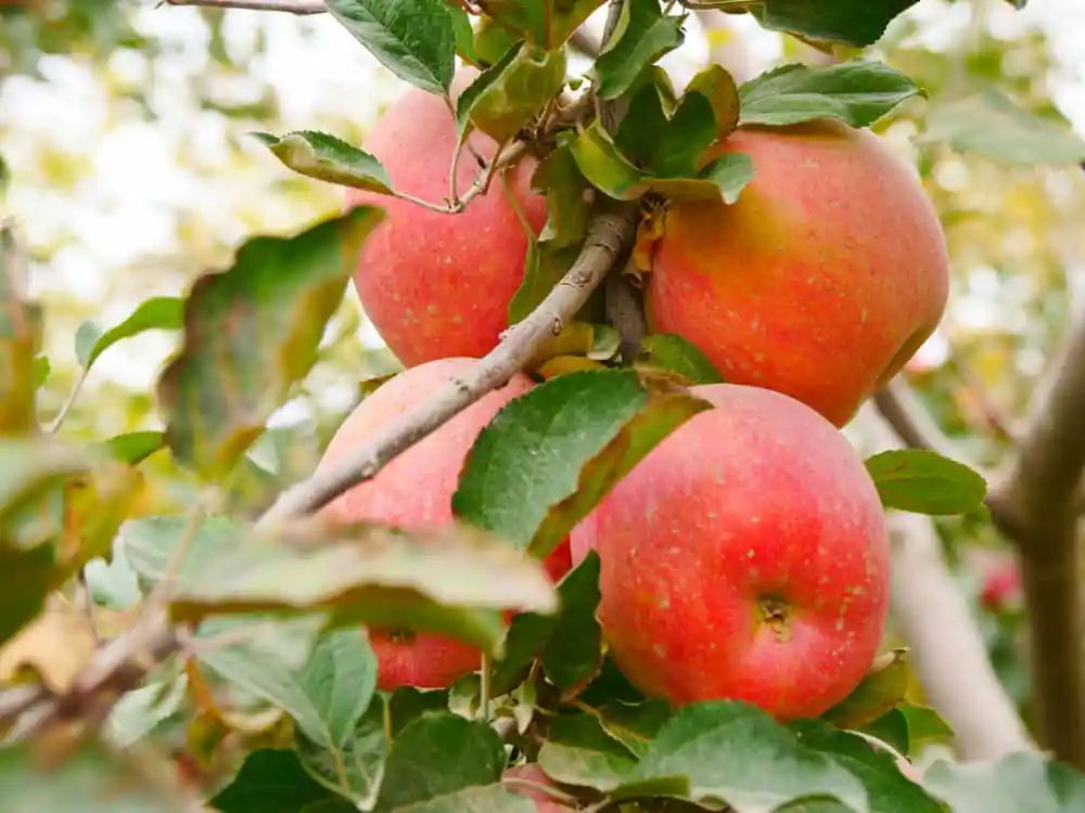 Apples