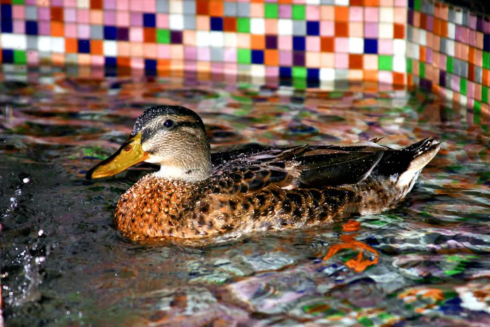 The Peabody Ducks