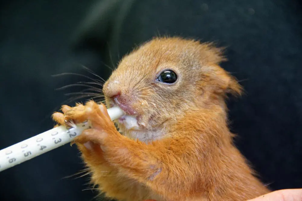 Suisun Wildlife Center