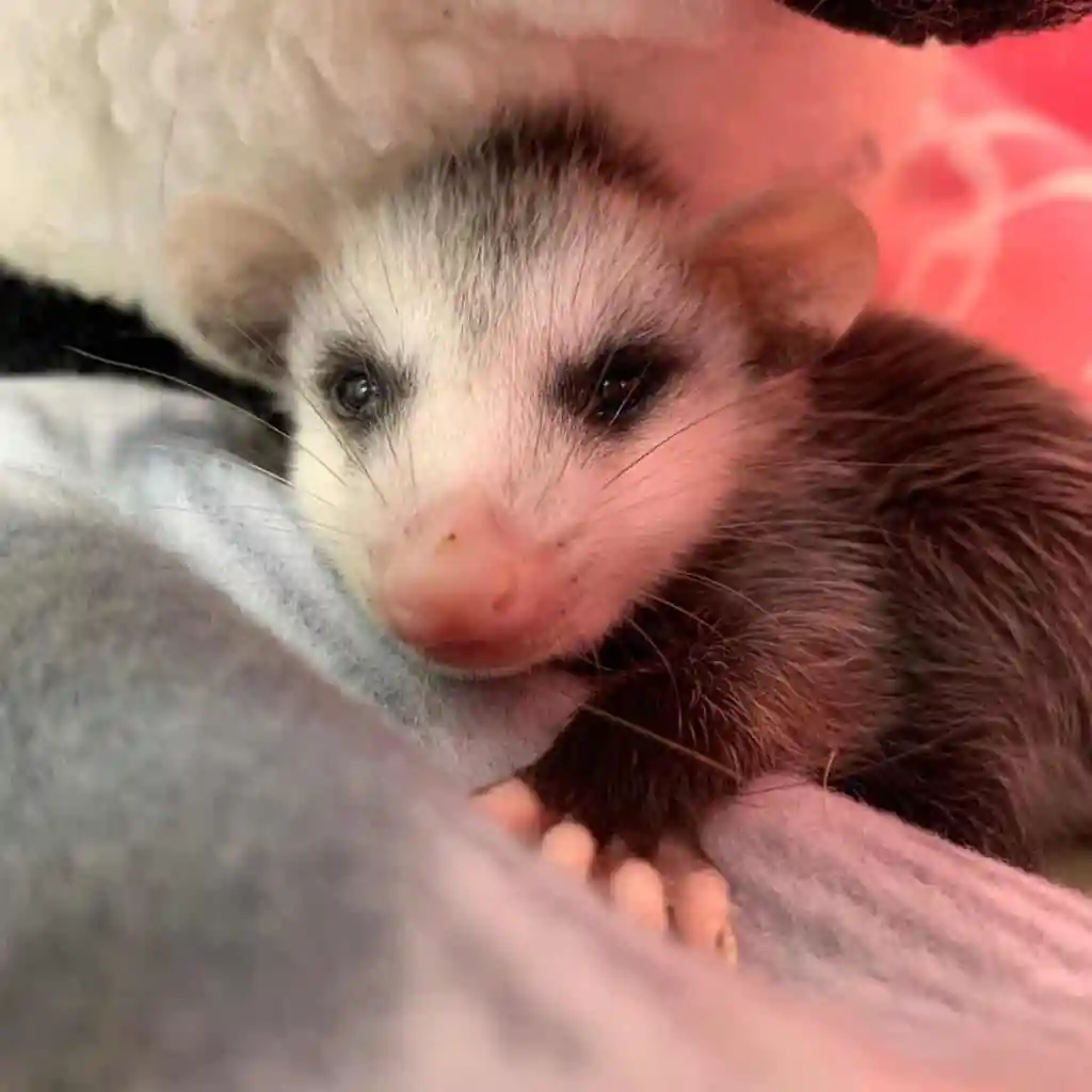 WildCare