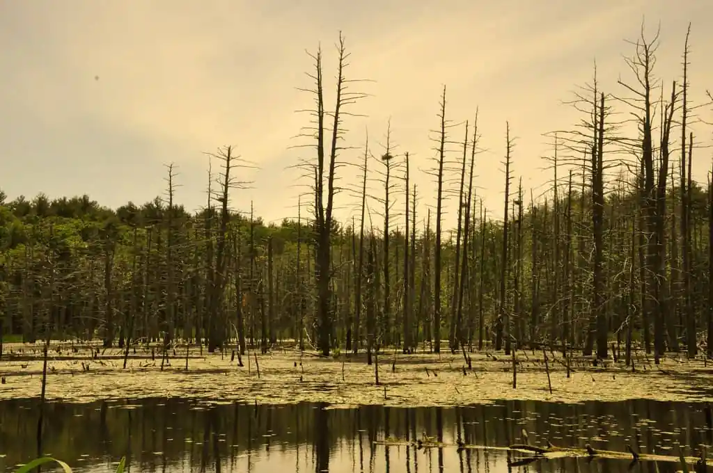 Wollomonopoag Conservation Area